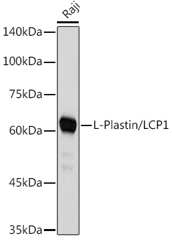 L-Plastin/LCP1 Rabbit monoclonal antibody