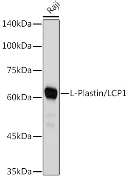 L-Plastin/LCP1 Rabbit mAb