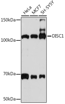 DISC1 Rabbit monoclonal antibody