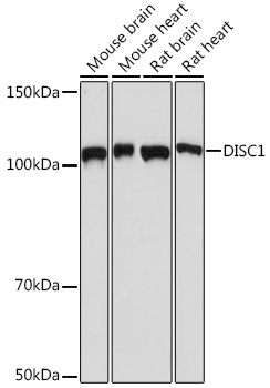 DISC1 Rabbit monoclonal antibody