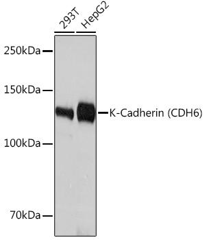 K-Cadherin (CDH6) Rabbit monoclonal antibody