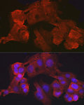 Immunofluorescence - Villin1 Rabbit mAb (A4691)