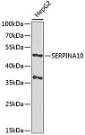 Western blot - SERPINA10 Rabbit pAb (A4717)
