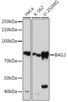 BAG3 Rabbit monoclonal antibody