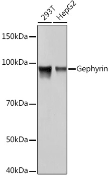 Gephyrin Rabbit monoclonal antibody