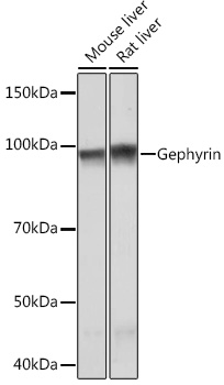 Gephyrin Rabbit monoclonal antibody