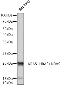 KRAS+HRAS+NRAS Rabbit monoclonal antibody