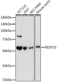 NELFCD Rabbit polyclonal antibody