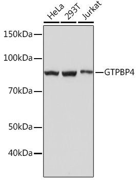 GTPBP4 Rabbit monoclonal antibody