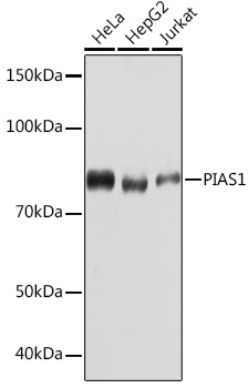 PIAS1 Rabbit monoclonal antibody