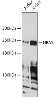 NBAS Rabbit polyclonal antibody