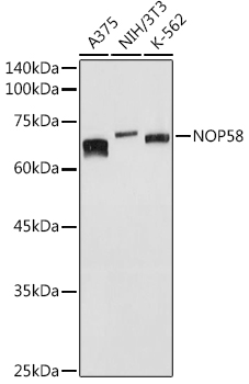 NOP58 Rabbit polyclonal antibody