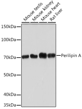 Perilipin A Rabbit monoclonal antibody