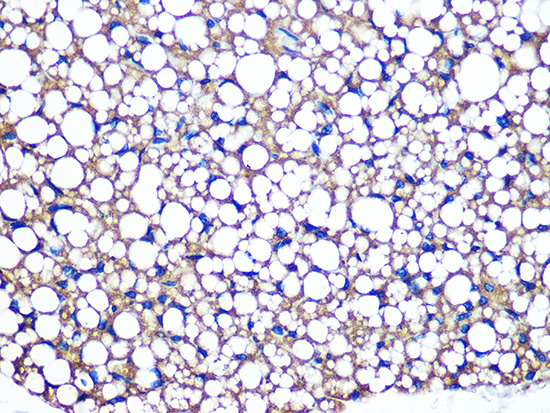 Perilipin A Rabbit monoclonal antibody