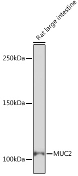 MUC2 Rabbit monoclonal antibody