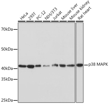 [KO Validated] p38 MAPK Rabbit monoclonal antibody