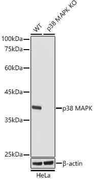 [KO Validated] p38 MAPK Rabbit monoclonal antibody