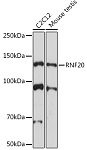 Western blot - RNF20 Rabbit mAb (A4784)