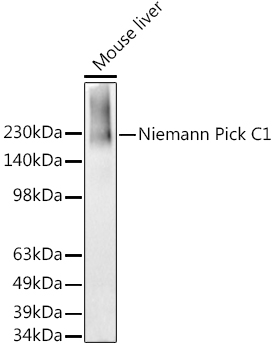 Niemann Pick C1 Rabbit monoclonal antibody