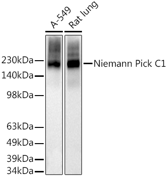 Niemann Pick C1 Rabbit monoclonal antibody