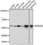 Western blot - HAPLN1 Rabbit mAb (A4815)