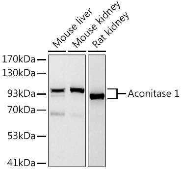 Aconitase 1 (ACO1) Rabbit monoclonal antibody