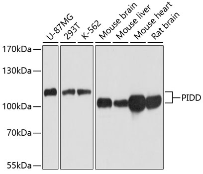PIDD Rabbit polyclonal antibody