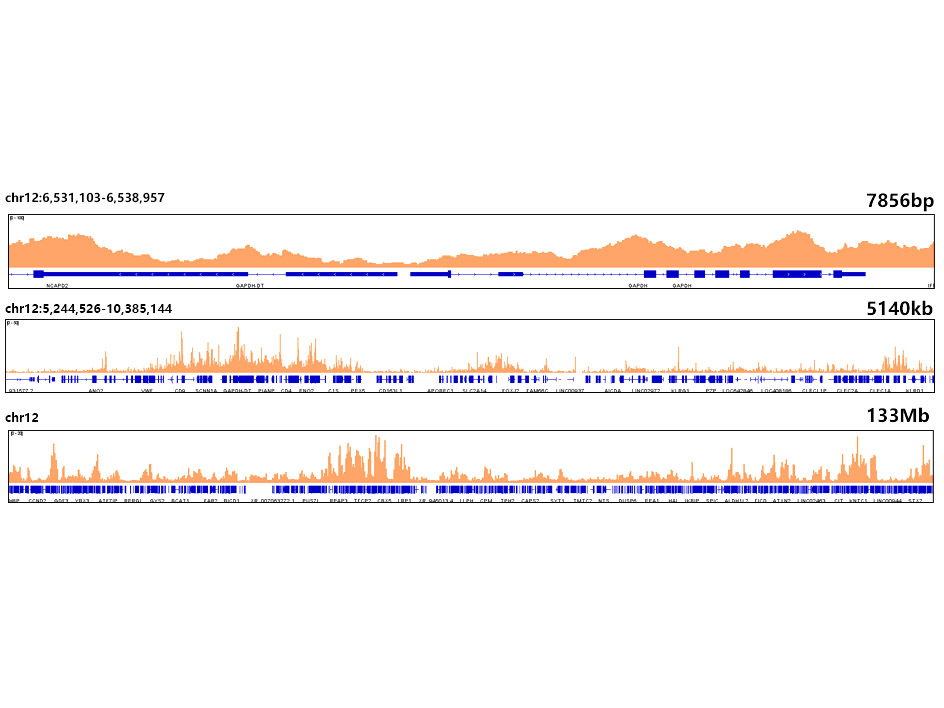Histone H3.3 Rabbit monoclonal antibody