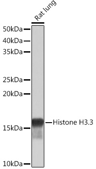 Histone H3.3 Rabbit monoclonal antibody