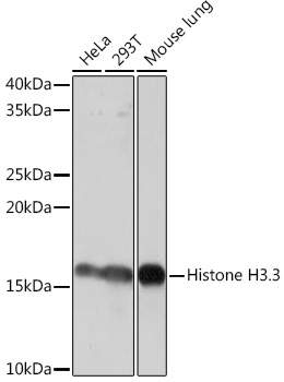 Histone H3.3 Rabbit monoclonal antibody