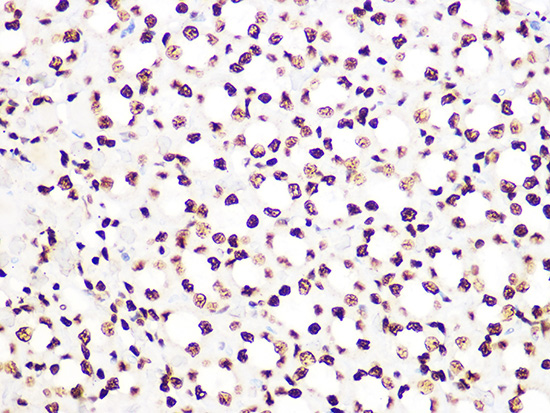 Histone H3.3 Rabbit monoclonal antibody