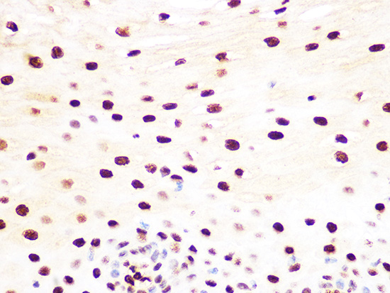 Histone H3.3 Rabbit monoclonal antibody