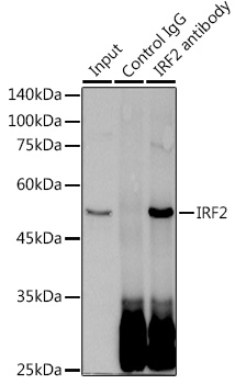 IRF2 Rabbit monoclonal antibody