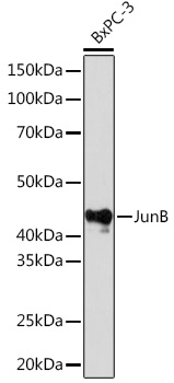 JunB Rabbit monoclonal antibody