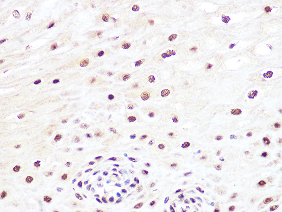 JunB Rabbit monoclonal antibody