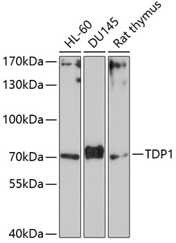 TDP1 Rabbit polyclonal antibody