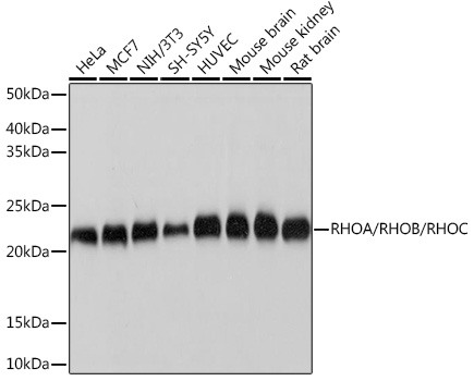 RHOA/RHOB/RHOC Rabbit monoclonal antibody