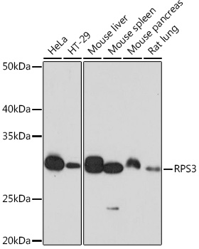 RPS3 Rabbit monoclonal antibody