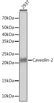 Caveolin-2 Rabbit monoclonal antibody