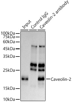 Caveolin-2 Rabbit monoclonal antibody