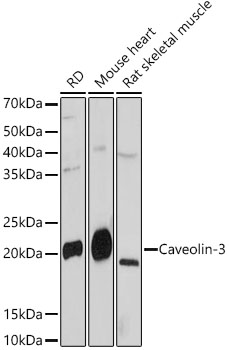 Caveolin-3 Rabbit monoclonal antibody