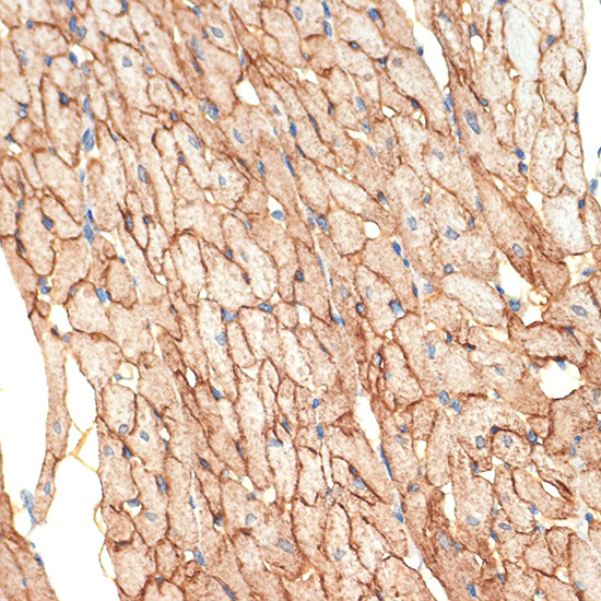 Caveolin-3 Rabbit monoclonal antibody