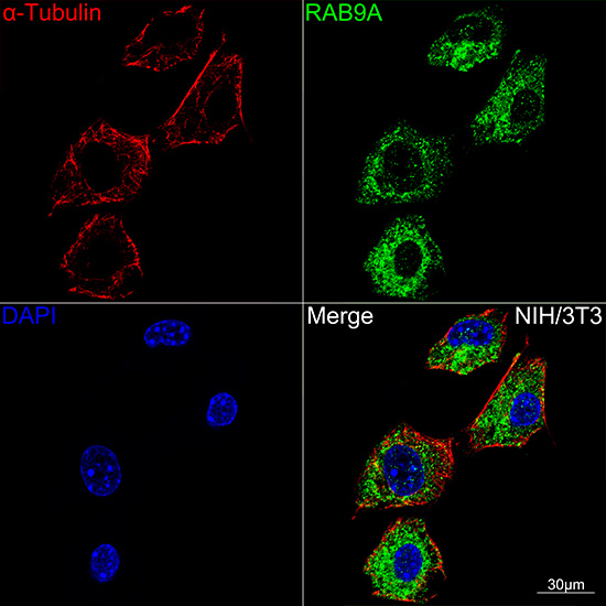 RAB9A Rabbit monoclonal antibody