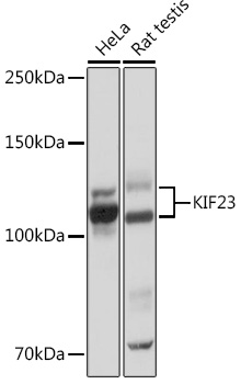 KIF23 Rabbit monoclonal antibody
