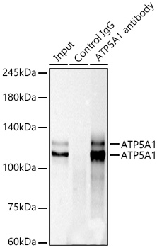 KIF23 Rabbit monoclonal antibody
