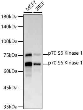 p70 S6 Kinase 1 Rabbit monoclonal antibody