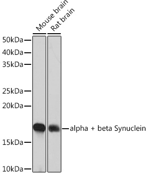 alpha + beta Synuclein Rabbit monoclonal antibody