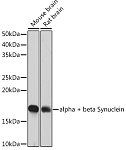 Western blot - alpha + beta Synuclein Rabbit mAb (A4899)