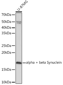 alpha + beta Synuclein Rabbit monoclonal antibody