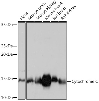 Cytochrome C Rabbit monoclonal antibody